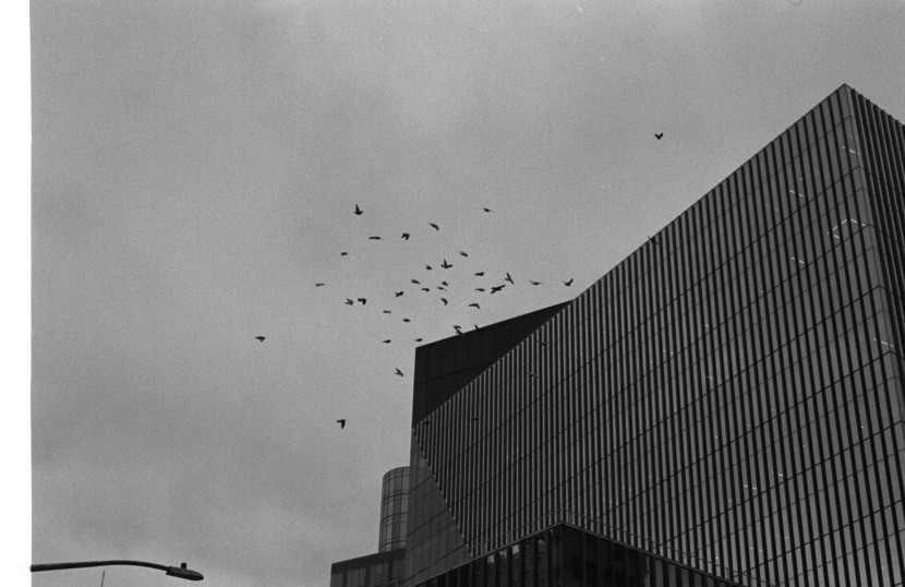 pigeons