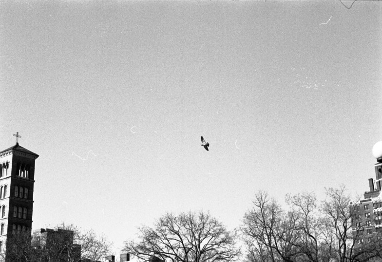 pigeon (singular)((2))