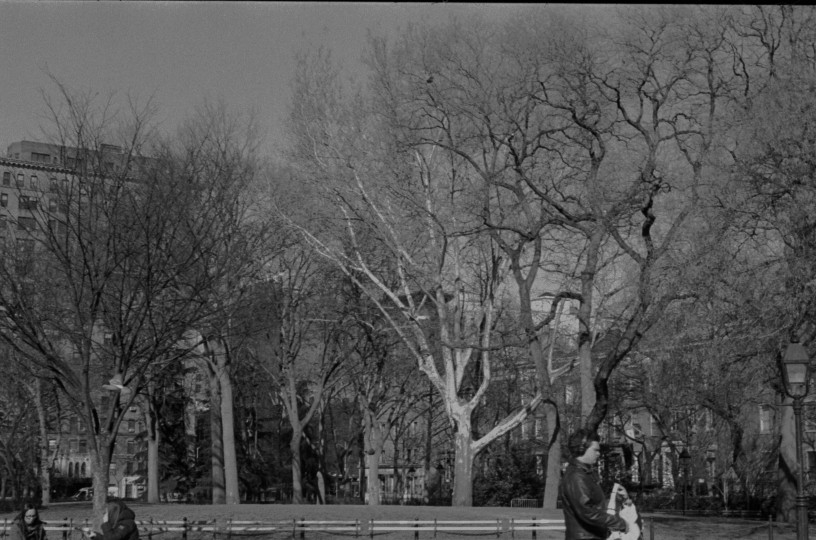 tree
