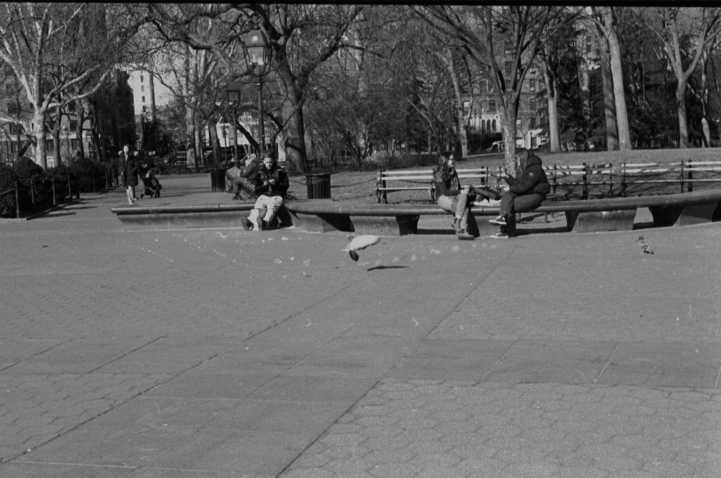 this roll should be called pigeon adventure or something